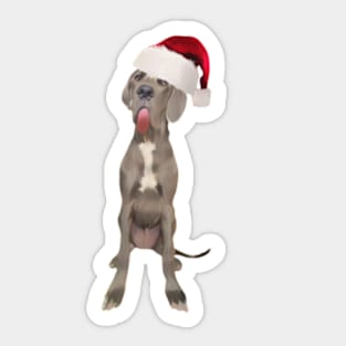 Funny Great Dane in Santa Hat Sticker